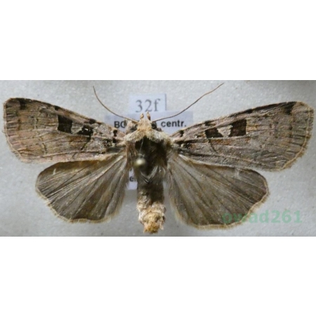 Xestia triangulum (Hufnagel, 1766) Rolnica trójkątówka Czech32f